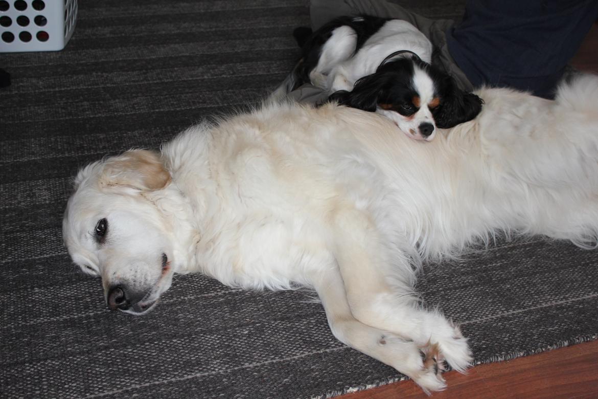 Golden retriever Maggi billede 42