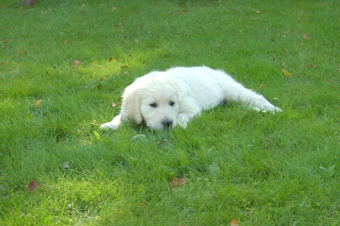 Golden retriever Maggi billede 34