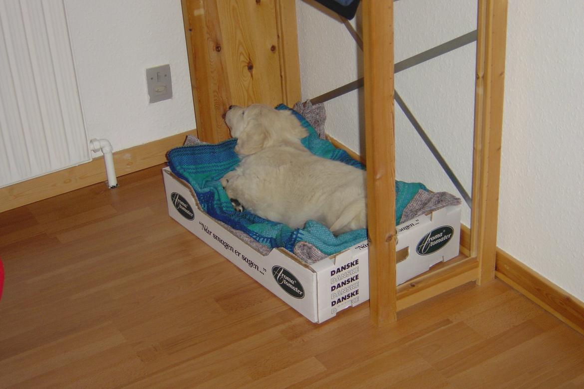 Golden retriever Maggi billede 43