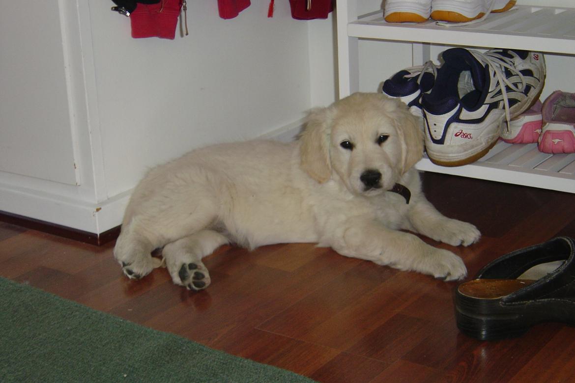 Golden retriever Maggi billede 30