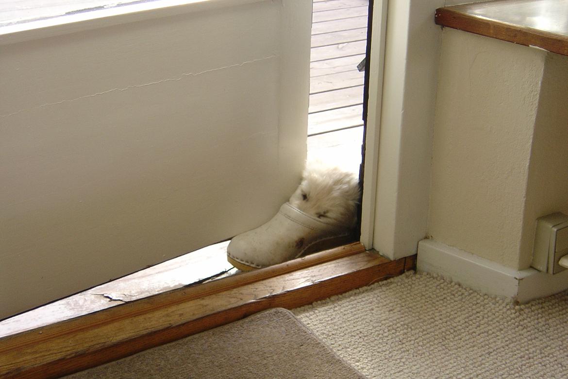 Golden retriever Maggi billede 44