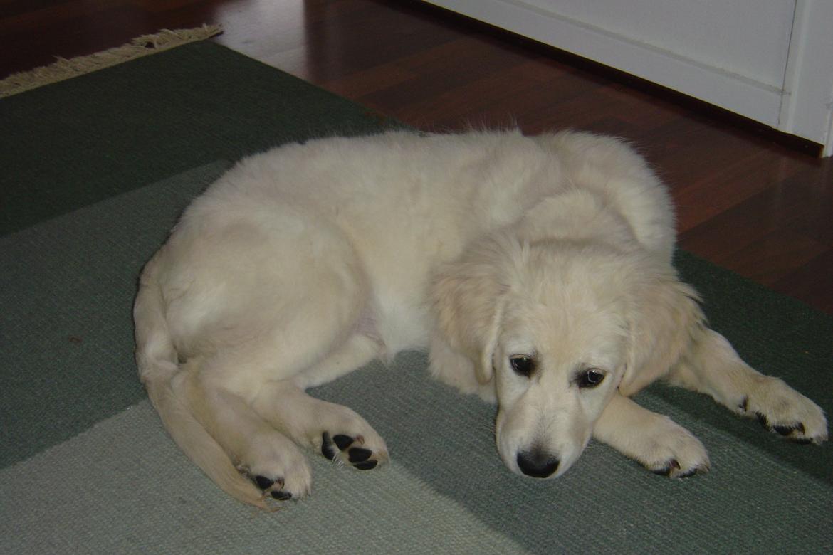 Golden retriever Maggi billede 45