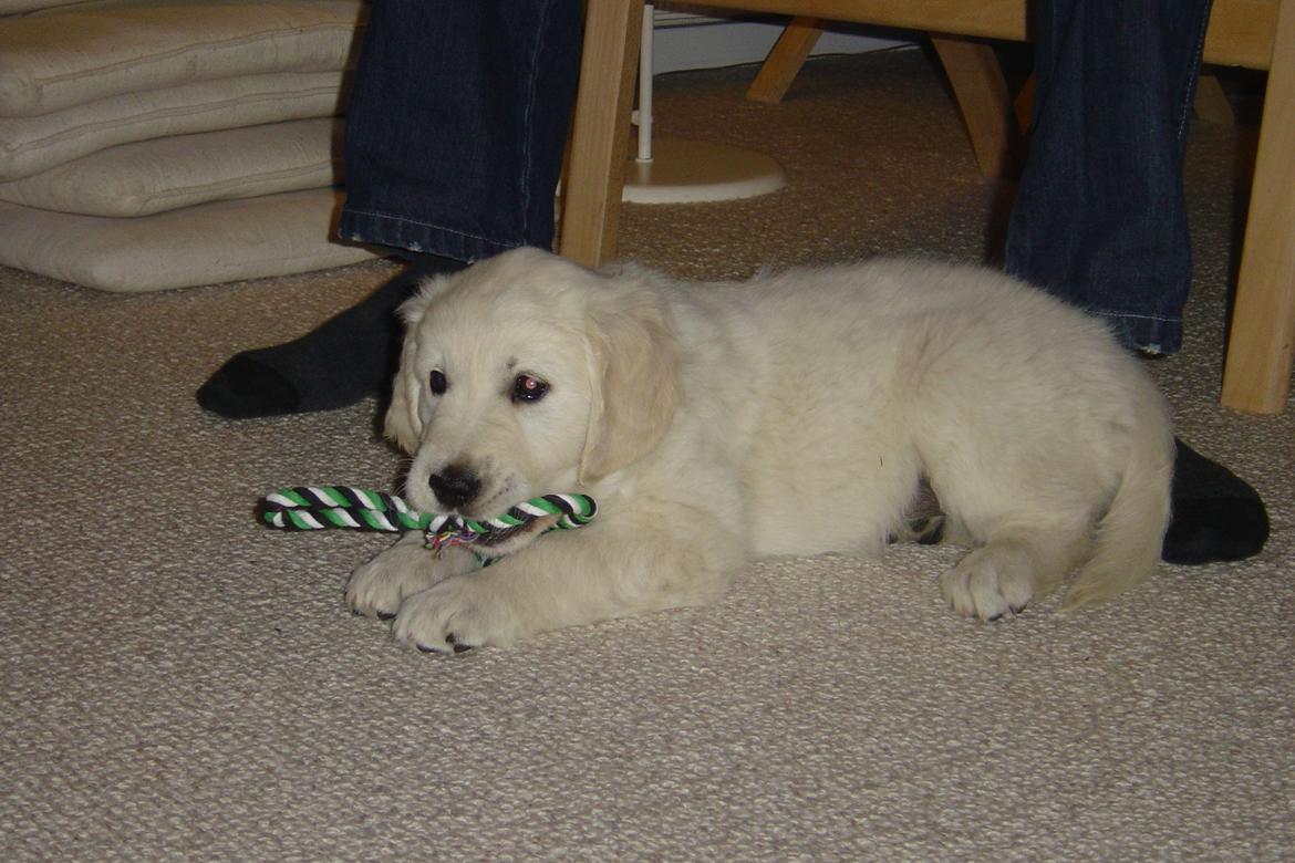 Golden retriever Maggi billede 46