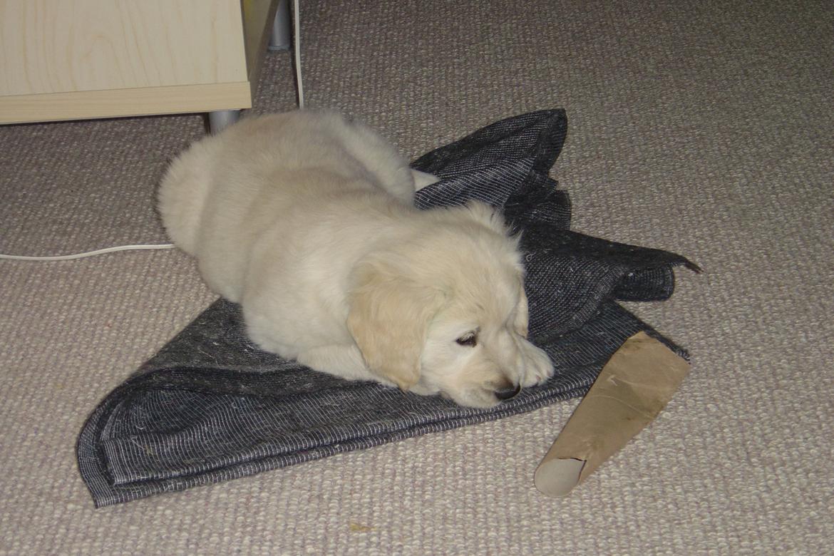 Golden retriever Maggi billede 27