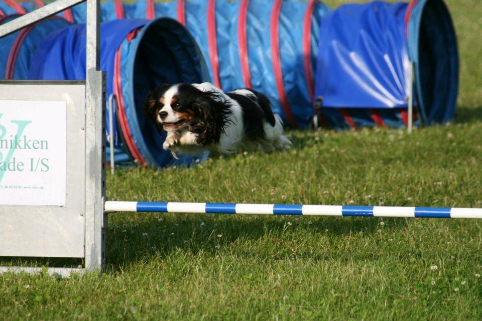 Cavalier king charles spaniel Martha billede 3