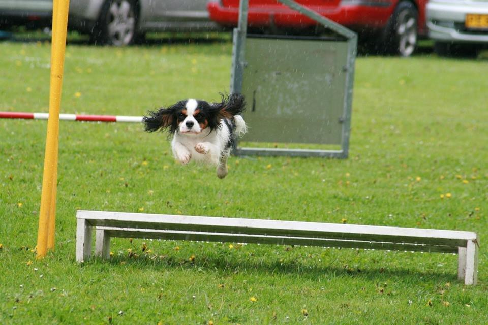 Cavalier king charles spaniel Martha billede 2