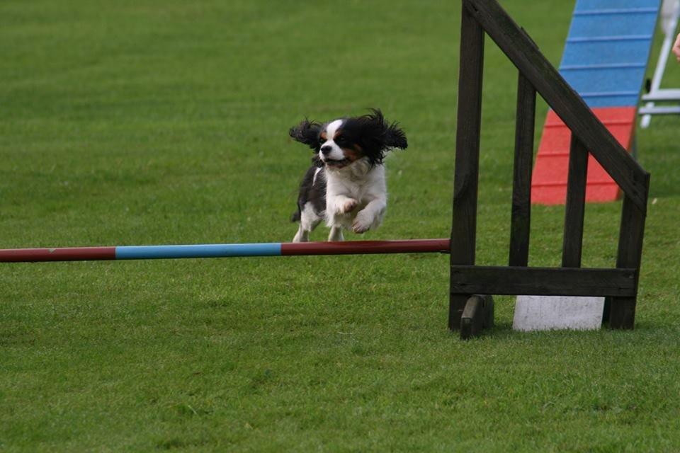 Cavalier king charles spaniel Martha billede 6