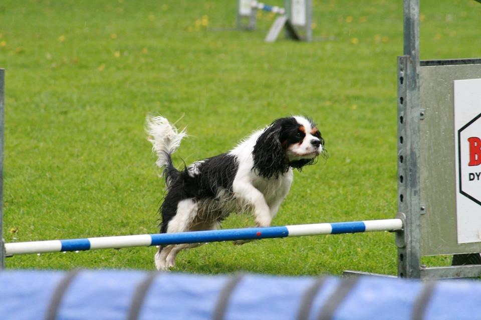 Cavalier king charles spaniel Martha billede 7