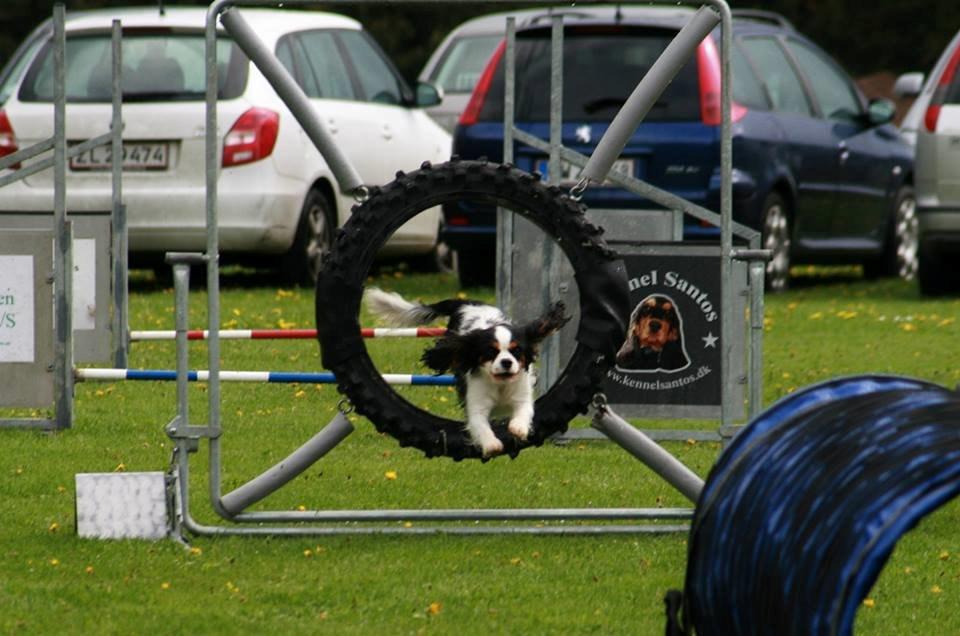 Cavalier king charles spaniel Martha billede 8