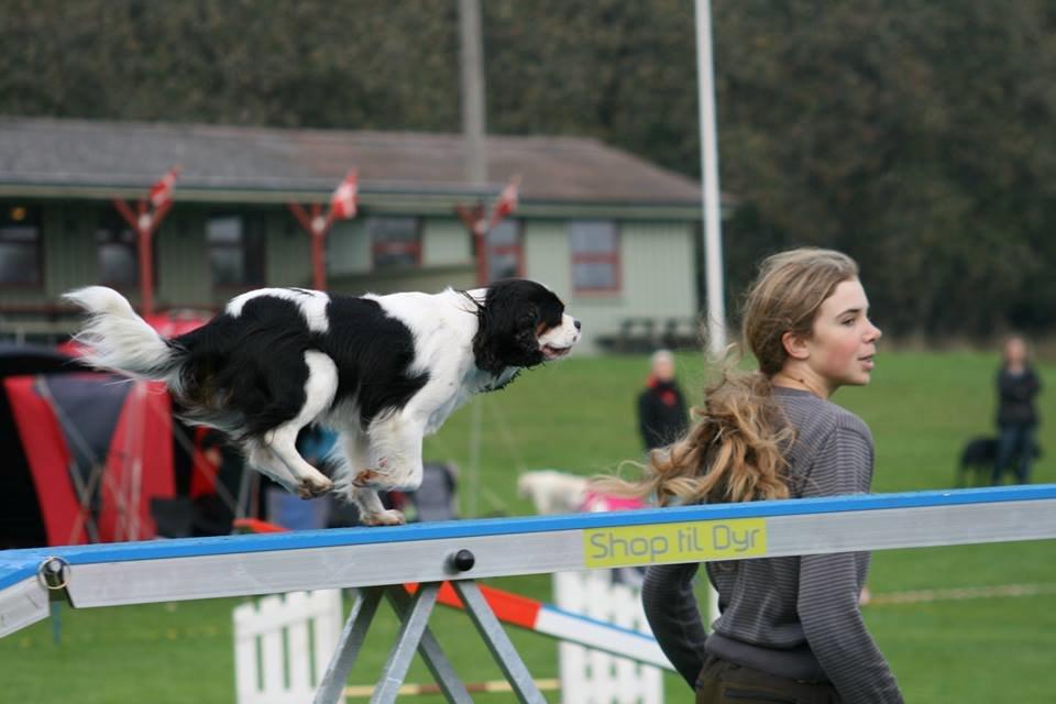Cavalier king charles spaniel Martha billede 9