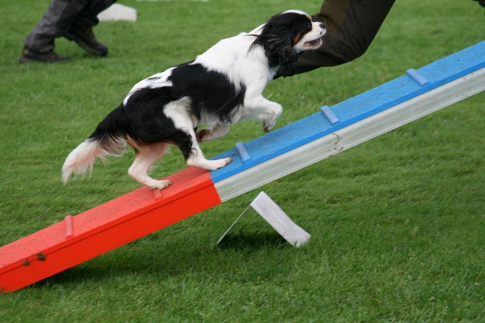 Cavalier king charles spaniel Martha billede 10