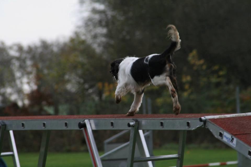 Cavalier king charles spaniel Martha billede 11