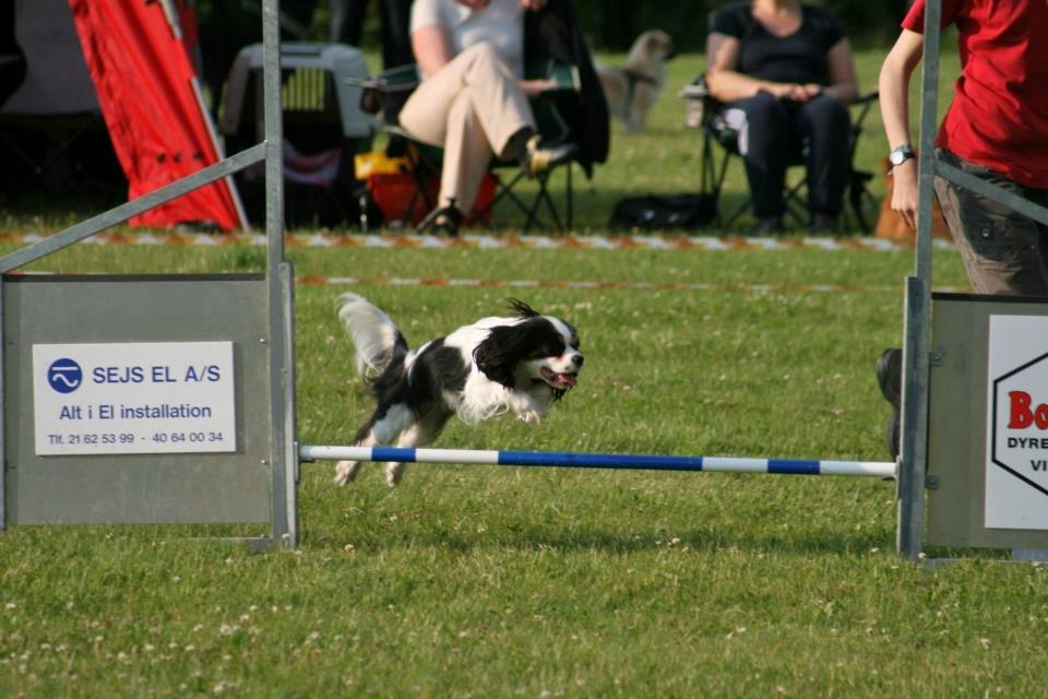 Cavalier king charles spaniel Martha billede 4