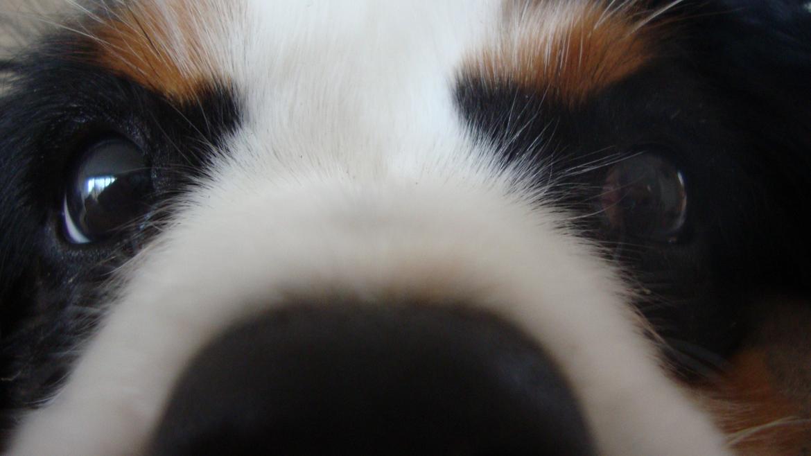 Cavalier king charles spaniel Martha billede 1