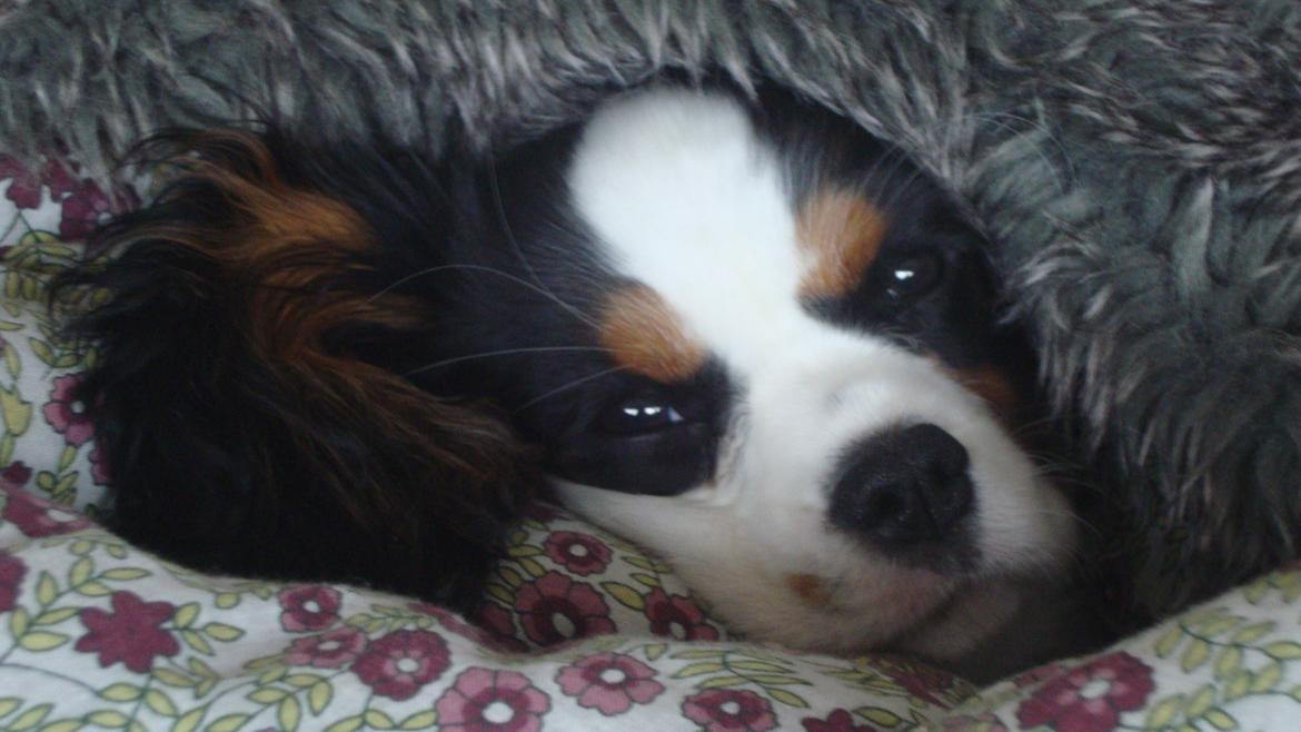 Cavalier king charles spaniel Martha billede 13