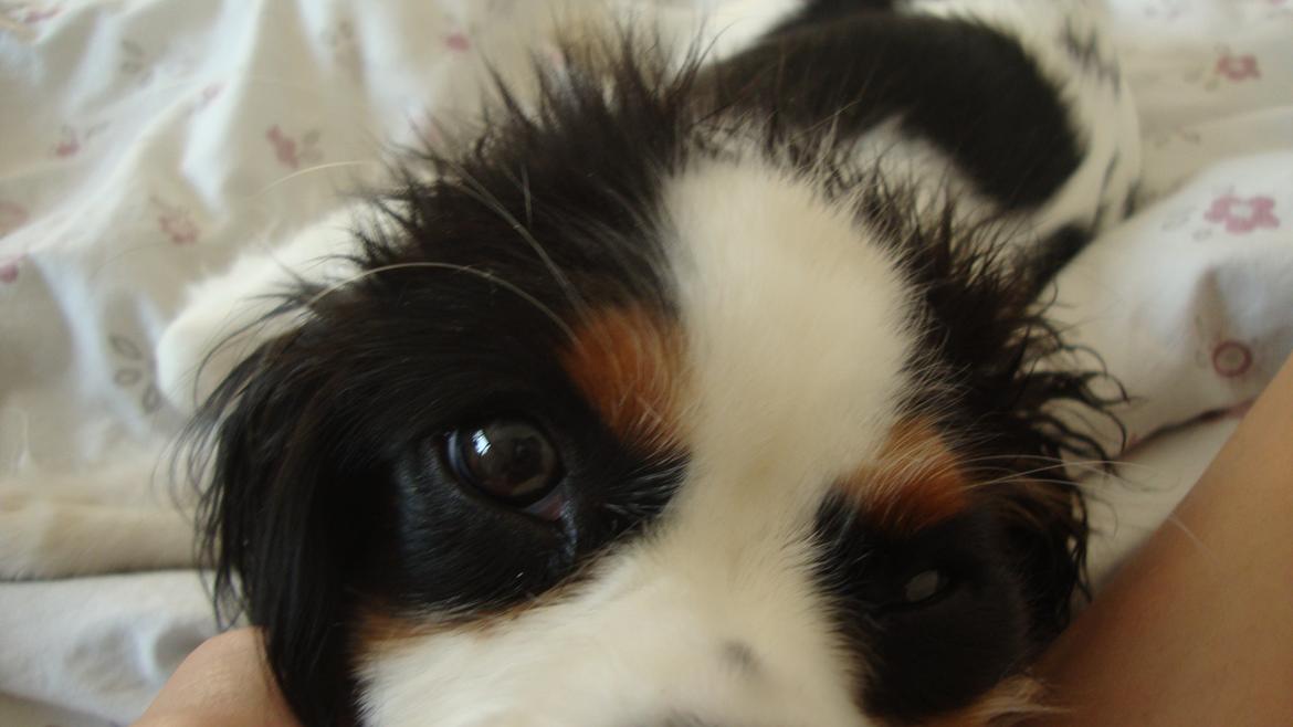 Cavalier king charles spaniel Martha billede 14