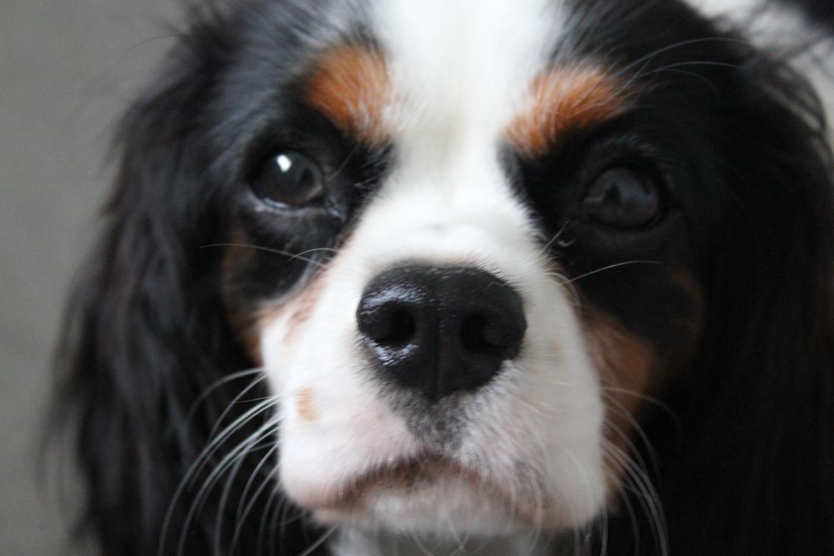 Cavalier king charles spaniel Martha billede 15