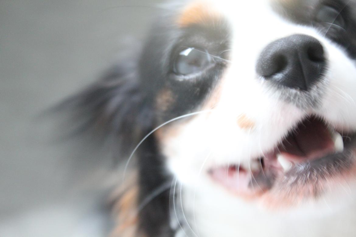 Cavalier king charles spaniel Martha billede 16