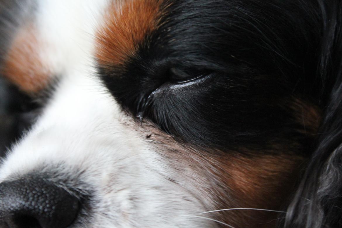 Cavalier king charles spaniel Martha billede 17