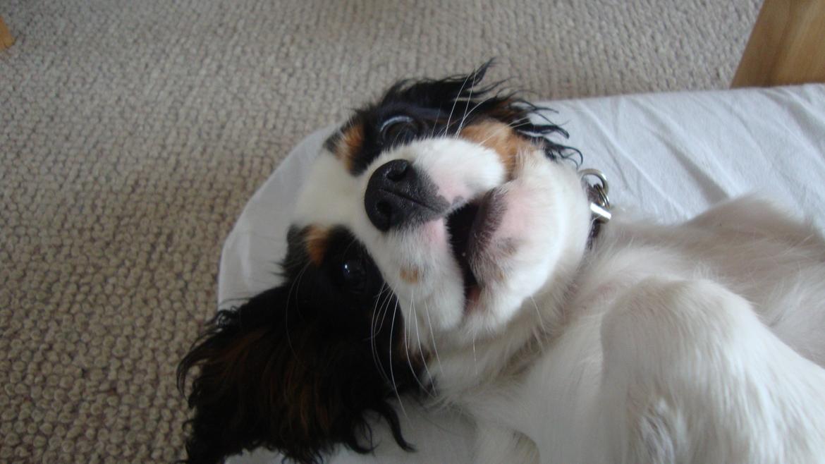 Cavalier king charles spaniel Martha billede 12