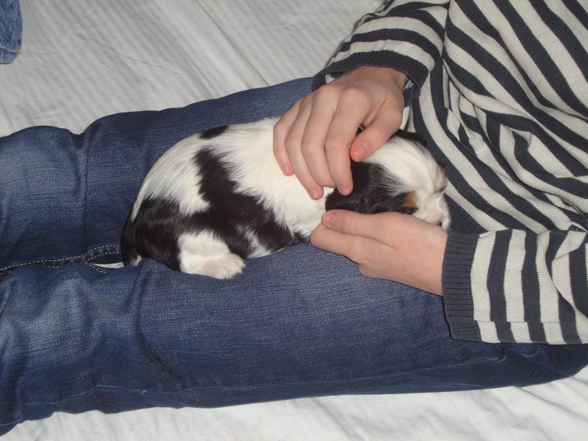 Cavalier king charles spaniel Martha billede 18