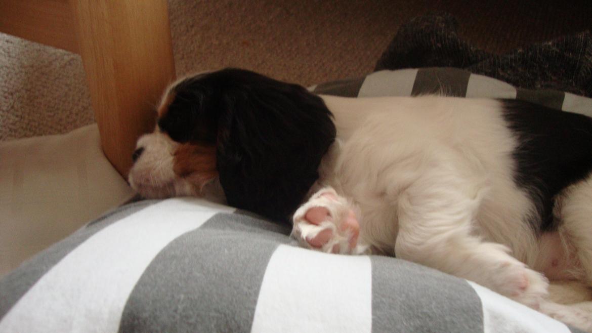 Cavalier king charles spaniel Martha billede 20