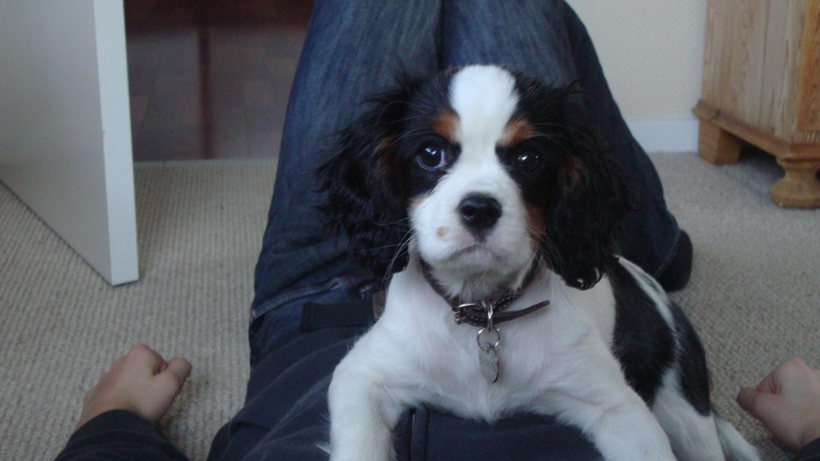 Cavalier king charles spaniel Martha billede 21