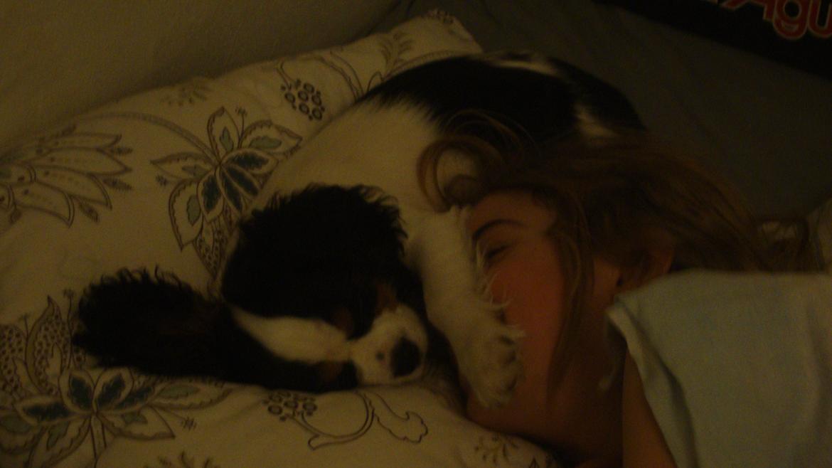 Cavalier king charles spaniel Martha billede 22