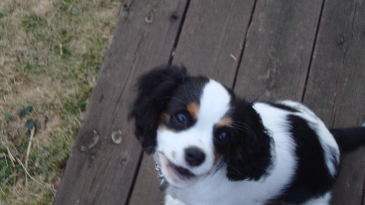 Cavalier king charles spaniel Martha billede 23