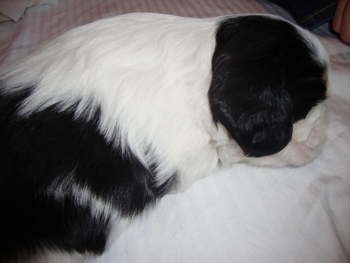 Cavalier king charles spaniel Martha billede 19