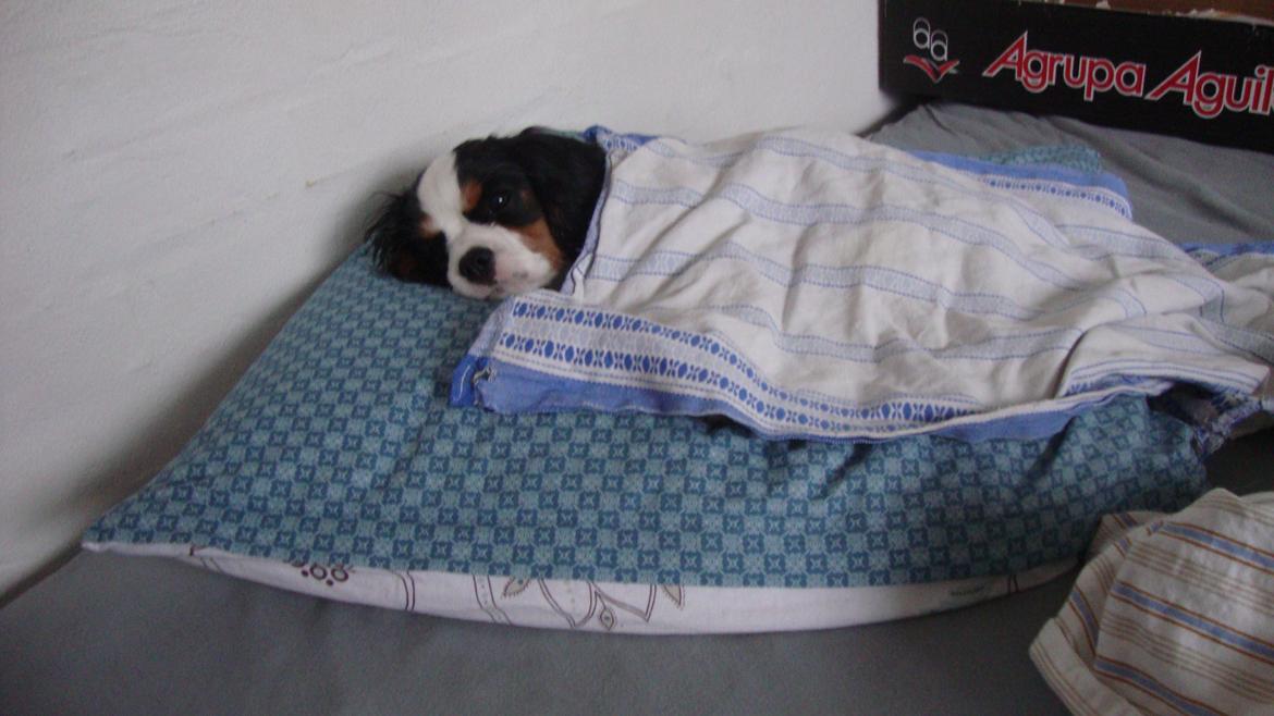 Cavalier king charles spaniel Martha billede 24