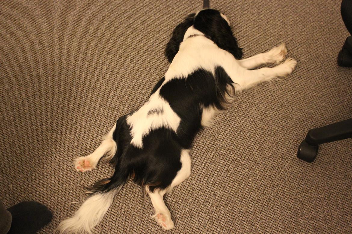 Cavalier king charles spaniel Martha billede 26