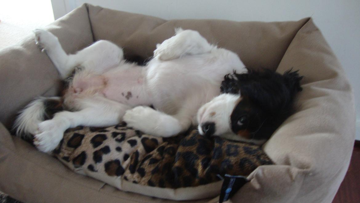 Cavalier king charles spaniel Martha billede 25