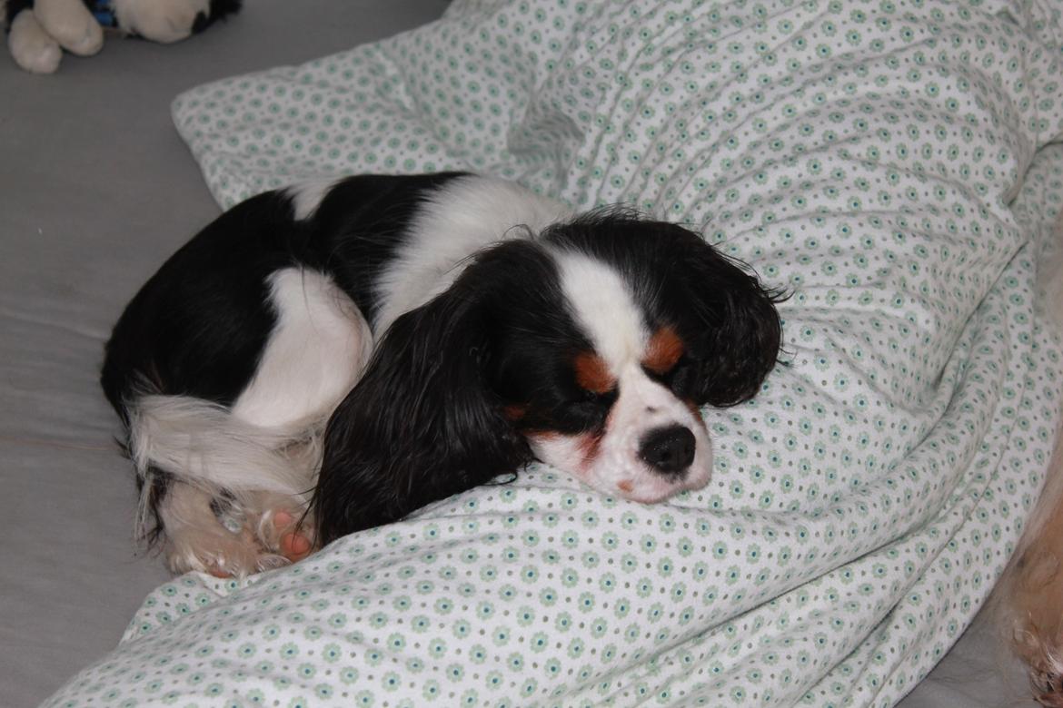 Cavalier king charles spaniel Martha billede 28