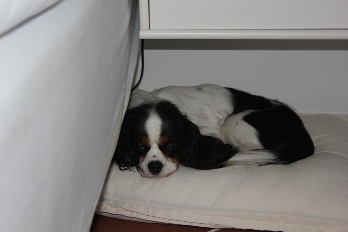 Cavalier king charles spaniel Martha billede 27