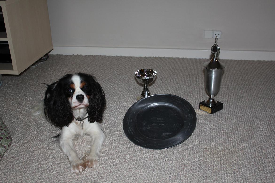 Cavalier king charles spaniel Martha billede 29