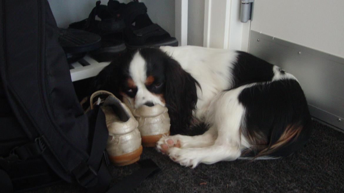 Cavalier king charles spaniel Martha billede 31