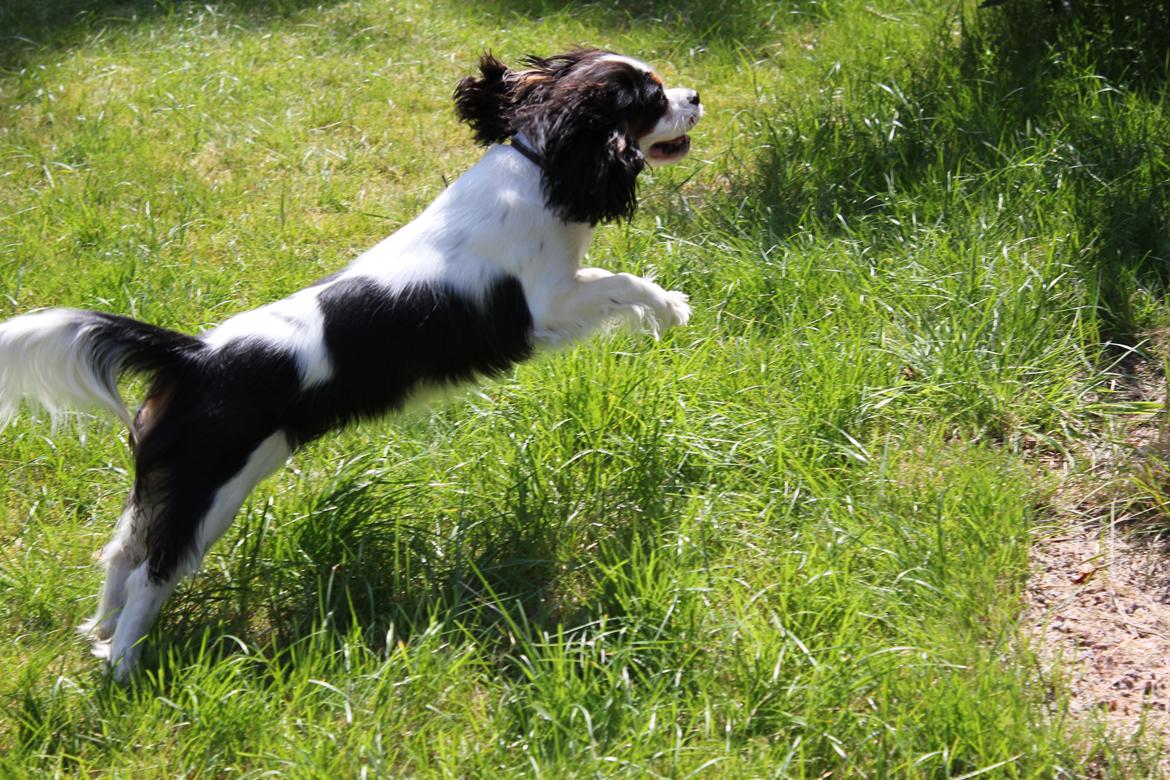 Cavalier king charles spaniel Martha billede 32