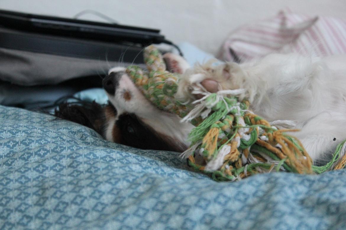 Cavalier king charles spaniel Martha billede 33