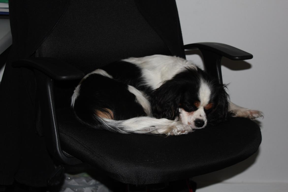 Cavalier king charles spaniel Martha billede 35