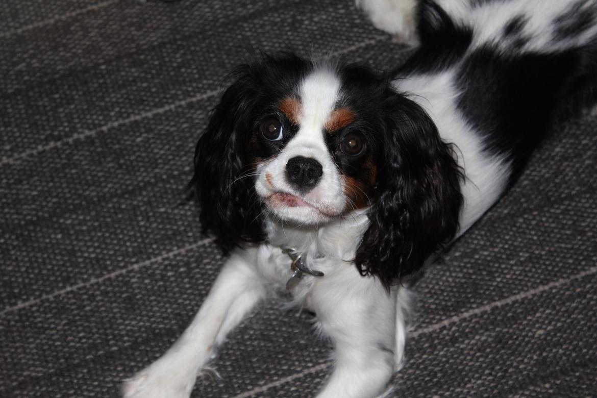 Cavalier king charles spaniel Martha billede 34