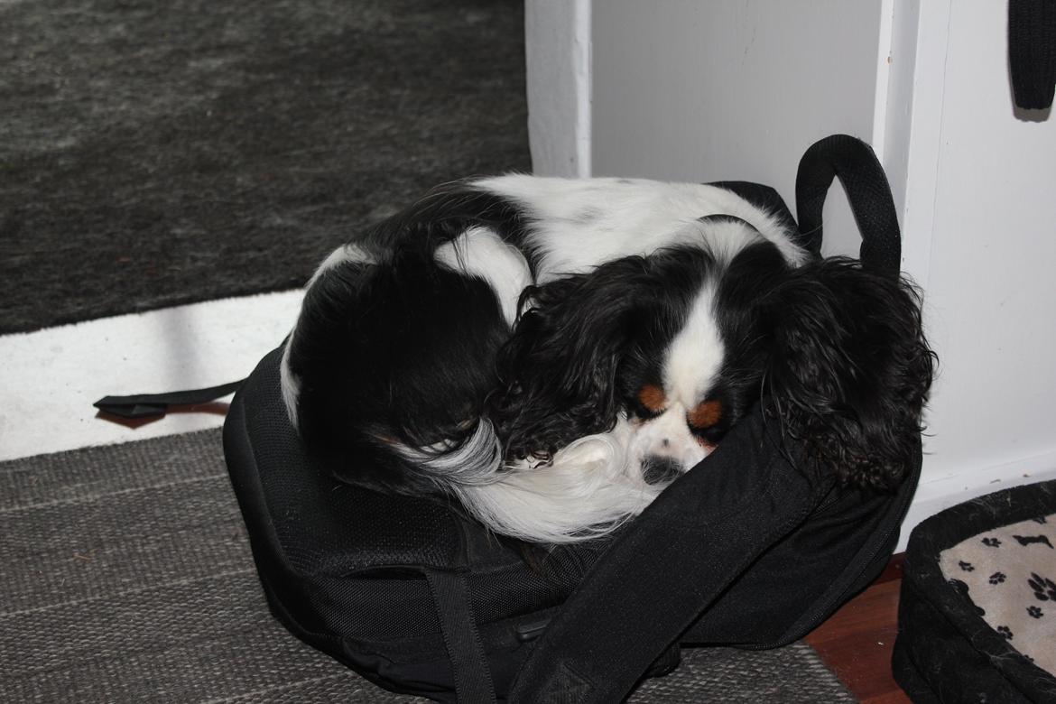 Cavalier king charles spaniel Martha billede 37