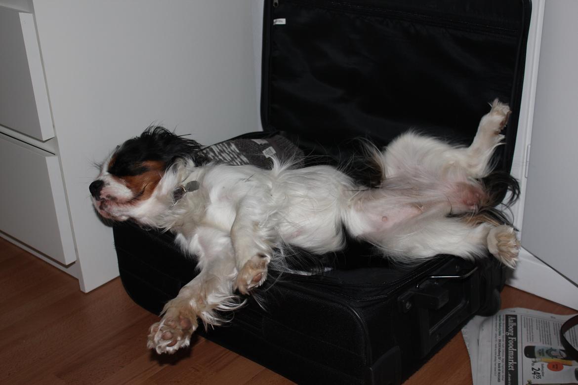 Cavalier king charles spaniel Martha billede 36