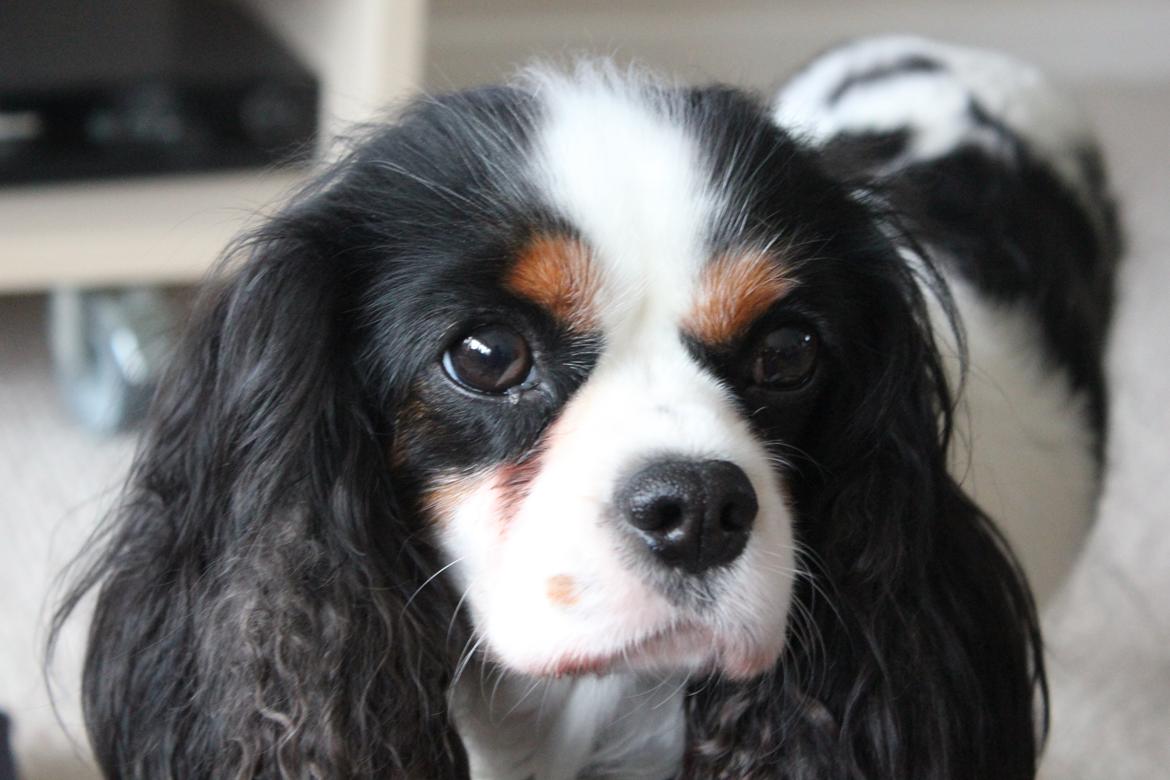 Cavalier king charles spaniel Martha billede 38