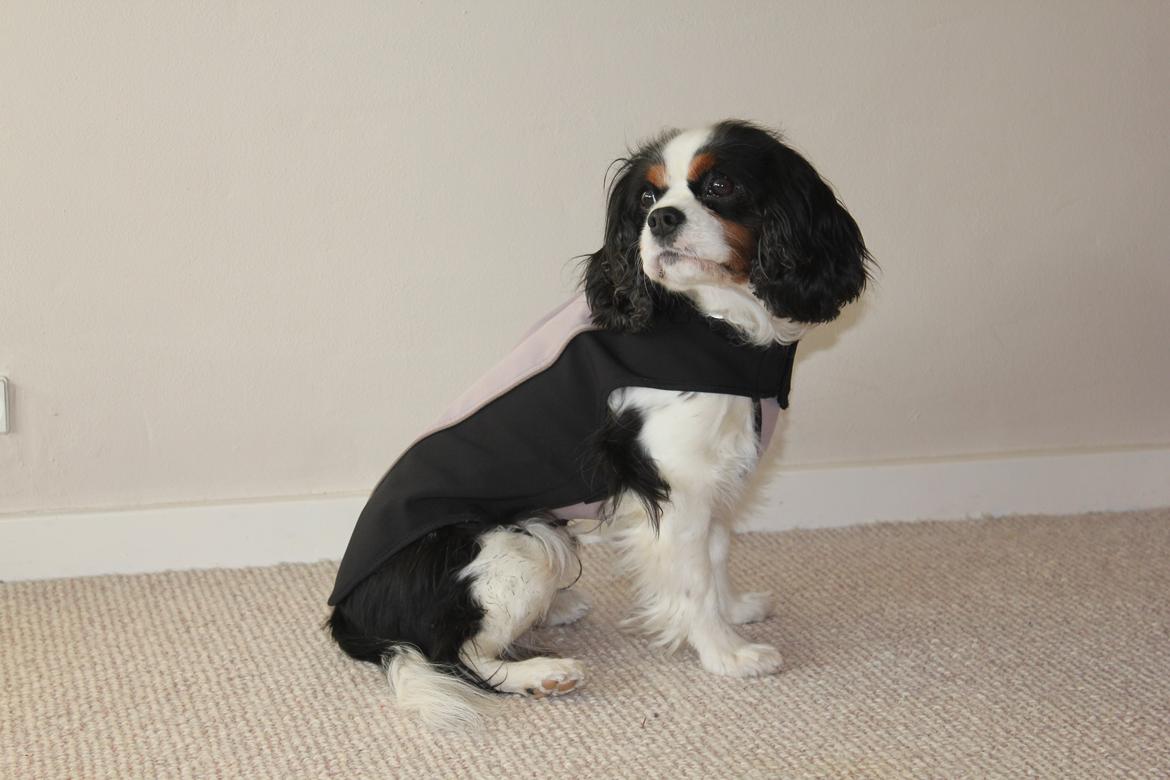 Cavalier king charles spaniel Martha billede 40