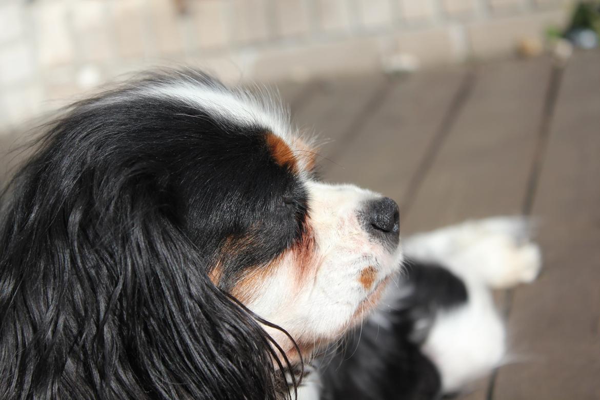 Cavalier king charles spaniel Martha billede 39