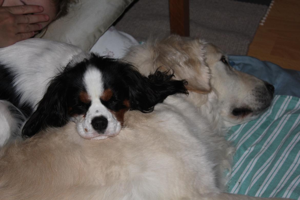 Cavalier king charles spaniel Martha billede 41