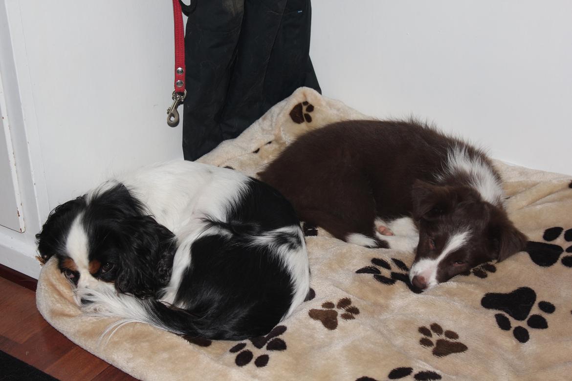 Cavalier king charles spaniel Martha billede 42