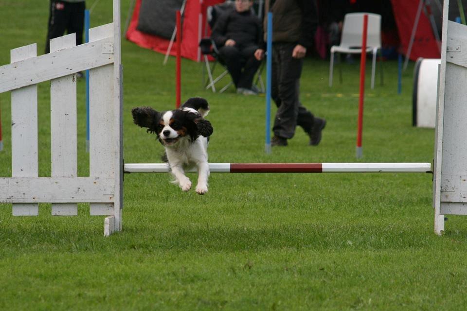 Cavalier king charles spaniel Martha billede 45