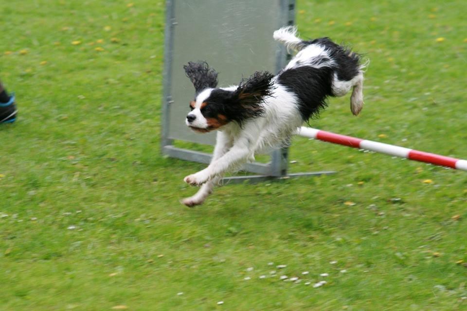 Cavalier king charles spaniel Martha billede 47